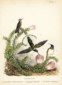 Hummingbird -lajit. 1855 (litografia)