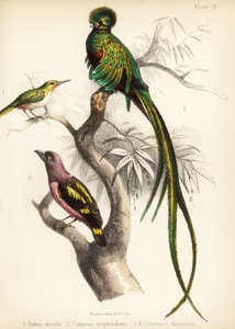 Jamaikan tody, räjähdysmäinen quetzal ja raidallinen leveänokka. 1855 (litografia)