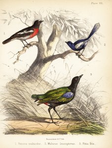 Tyynenmeren robin, valkosiipinen keijuhukka ja sateenkaaripitta. 1855 (litografia)