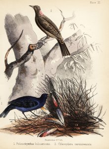 Satiini- ja fawrintiset bowerbirds. 1855 (litografia)