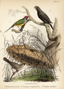 Seurallinen kutoja, iso peippo ja gouldipeippo. 1855 (litografia)