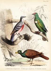 Hammasnokkakyyhkynen, valkobibbed hedelmäkyyhky ja Luzonin verenvuoto 1855 (litografia)