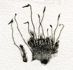 Orastava sammal, 2014, (puukaiverrus gampiin)