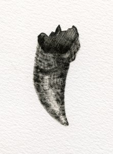 Kissan hammas, 2014, (puukaiverrus paperille) tekijältä Bella Larsson