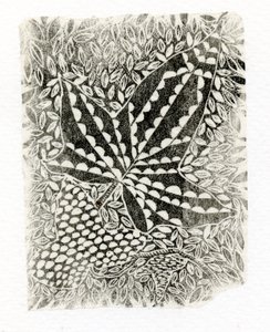 Ivy, 2014, (puukaiverrus paperille) tekijältä Bella Larsson