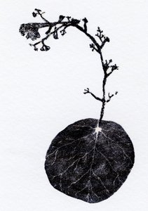 Jäkälälehti, 2014 (puukaiverrus, kollaasi paperille) tekijältä Bella Larsson