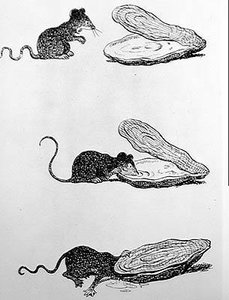 Rotta ja osteri (kaiverrus, 1900-luku)