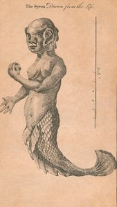 Elämästä piirretty Syren, 1759