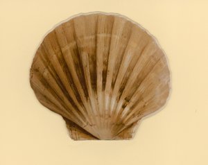 Kuvitus kirjaseen nimeltä Sea Shells (väri litho)