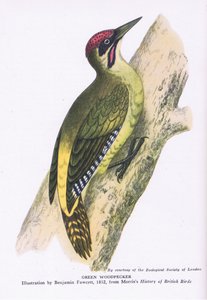 Green Woodpecker, Nature in Britain julkaisija Collins tekijältä Benjamin Fawcett