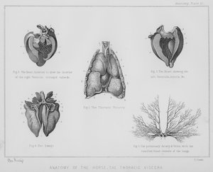 Hevosen anatomia, rintakehän sisäelimet (litho)