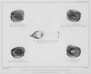 Anatomia, hevosen silmä terveydessä ja sairaudessa (litho)
