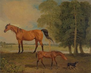 Broodmare, varsa ja terrieri tekijältä Benjamin Marshall