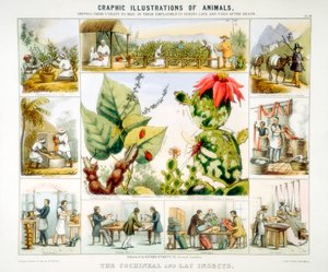 Cochineal ja lac hyönteiset, c1850