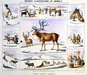 Poro, c1850