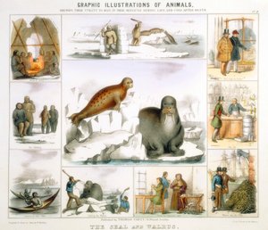 Sinetti ja mursu, c1850