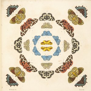 Yksityiskohta taulusta III, teoksesta A Rare Depiction of Butterflies and Moths, pub. 1764 (käsin väritetty kaiverrus). tekijältä Benjamin Wilkes
