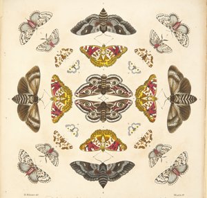 Yksityiskohta taulusta IV, teoksesta A Rare Depiction of Butterflies and Moths, pub. 1764 (käsin väritetty kaiverrus).