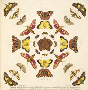 Yksityiskohta levyltä IX, julkaisusta A Rare Depiction of Butterflies and Moths, pub. 1764 (käsinvärinen kaiverrus) tekijältä Benjamin Wilkes