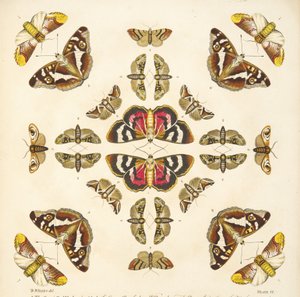 Yksityiskohta taulusta VI, teoksesta A Rare Depiction of Butterflies and Moths, pub. 1764 (käsin väritetty kaiverrus). tekijältä Benjamin Wilkes