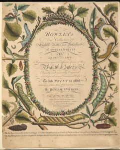 Etukuva teoksesta A Rare Depiction of Butterflies and Moths, pub. 1764 (käsin väritetty kaiverrus). tekijältä Benjamin Wilkes