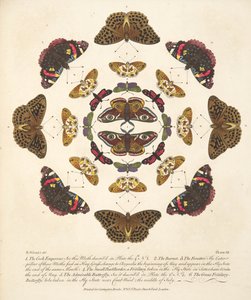 Kuva VII, teoksesta A Rare Depiction of Butterflies and Moths, pub. 1764 (käsin väritetty kaiverrus). tekijältä Benjamin Wilkes