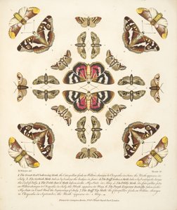 Kuva VI, julkaisusta A Rare Depiction of Butterflies and Moths, pub. 1764 (käsin väritetty kaiverrus). tekijältä Benjamin Wilkes