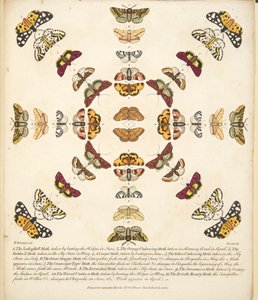 Kuva XI, teoksesta A Rare Depiction of Butterflies and Moths, pub. 1764 (käsin väritetty kaiverrus). tekijältä Benjamin Wilkes