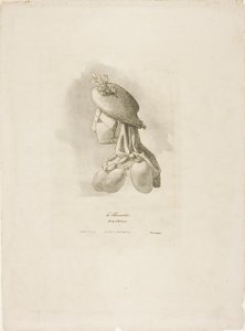The Butcher-Woman, Arts et Métiers