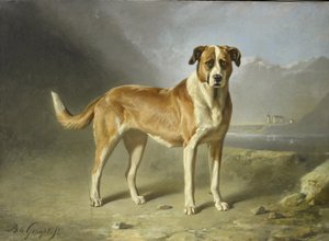 Bernhardinkoira tekijältä Bernard te Gempt