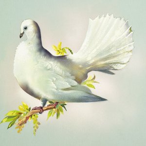 Fantail Dove (guassi paperille) tekijältä Bert Illoss