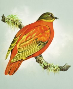 Oranssi kyyhkynen (guassi paperille) tekijältä Bert Illoss