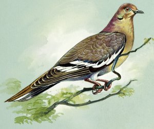 Valkosiipinen kyyhkynen (guassi paperille) tekijältä Bert Illoss