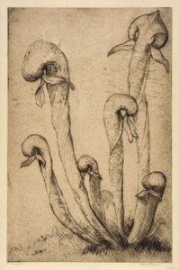 Darlingtonia tekijältä Bertha E. Jaques
