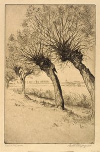 Pollard Willows, Rijsord, Alankomaat