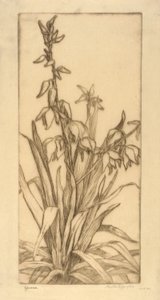 Yucca tekijältä Bertha E. Jaques