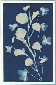 Nimetön, c. 1900. tekijältä Bertha Evelyn Jacques