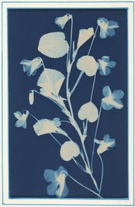 Nimetön,c. 1900 (kuva) tekijältä Bertha Jaques