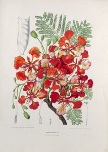 Poinciana Regia, kuva Jaavan saaren kasviston ja Pomonan valikoiduista kukista, hedelmistä ja lehdistä, kaiverrus G. Severeyns, 1885 (värillinen kromolitografia)