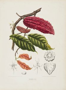 Theobroma, kaakaopuu, 1840-1890. tekijältä Berthe Hoola van Nooten