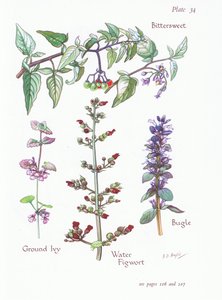 Bittersweet, Ground Ivy, Bugle, Water Figwort, 1951 tekijältä Bessie D. Inglis