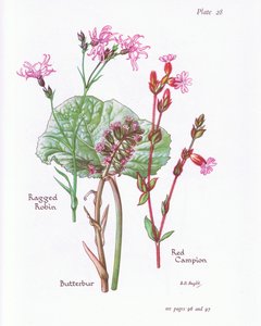 Pihlajanmarja, Ragged Robin, Red Campion, 1951 tekijältä Bessie D. Inglis