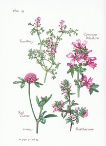 Mallow, Restharrow, Fumitory, Puna-apila, 1951 tekijältä Bessie D. Inglis