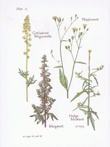 Leikkauslehtinen Mignonette, Mugwort, Nännijuuri, Pensasinappi, 1951 tekijältä Bessie D. Inglis