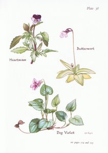 Heartsease, Dog Violet, Butterwort, 1951 tekijältä Bessie D. Inglis