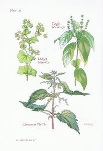 Neitokaisen vaippa, koirien elohopea, nokkonen, 1951