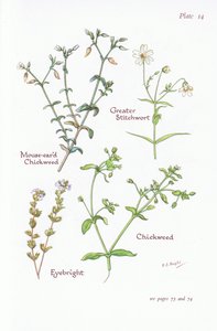 Hiirenkorvainen tukkosirkka, iso stitchwort, sipuli, Eyebright, 1951