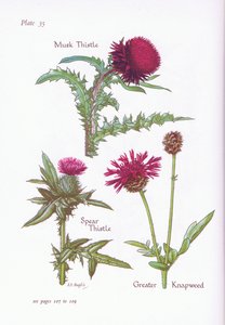 Musk Thistle, Spear Thistle, Greater Knapweed, 1951