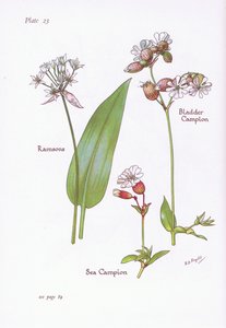 Ramsons, Bladder Campion, Sea Campion, 1951 tekijältä Bessie D. Inglis