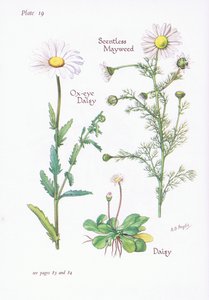 Tuoksuton Mayweed, Daisy, Ox-Eye Daisy, 1951 tekijältä Bessie D. Inglis
